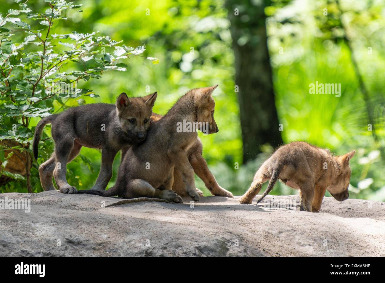 Several wolf pups curiously explore the clearing while one of the cubs moves away, European grey gray wolf (Canis lupus), Germany Stock Photo