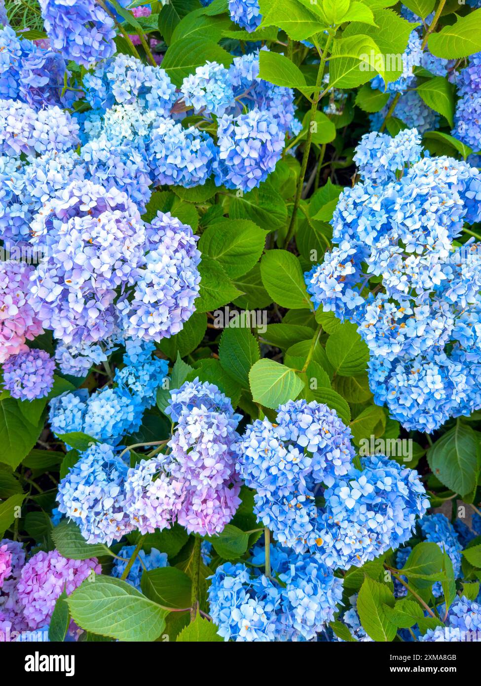 Blue and purple Hydrangeas flowers in bloom Summer July Stock Photo - Alamy