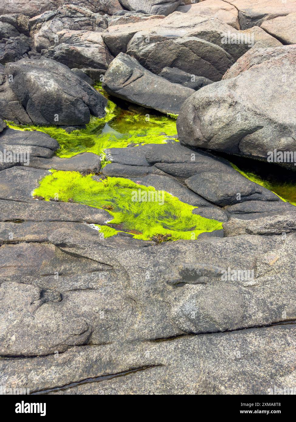 Green algae growing on rocks at York Maine Stock Photo