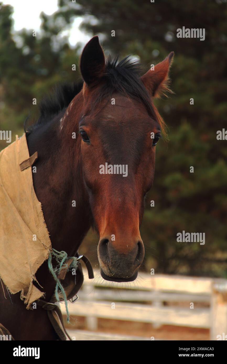 brown horse in a farm Stock Photo