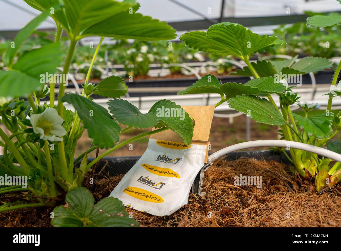 Predatory mite hi-res stock photography and images - Alamy