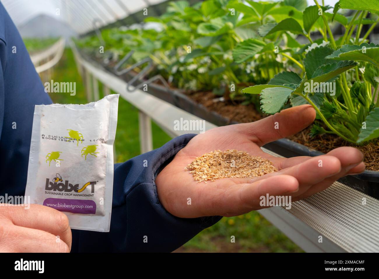 Predatory mite hi-res stock photography and images - Alamy