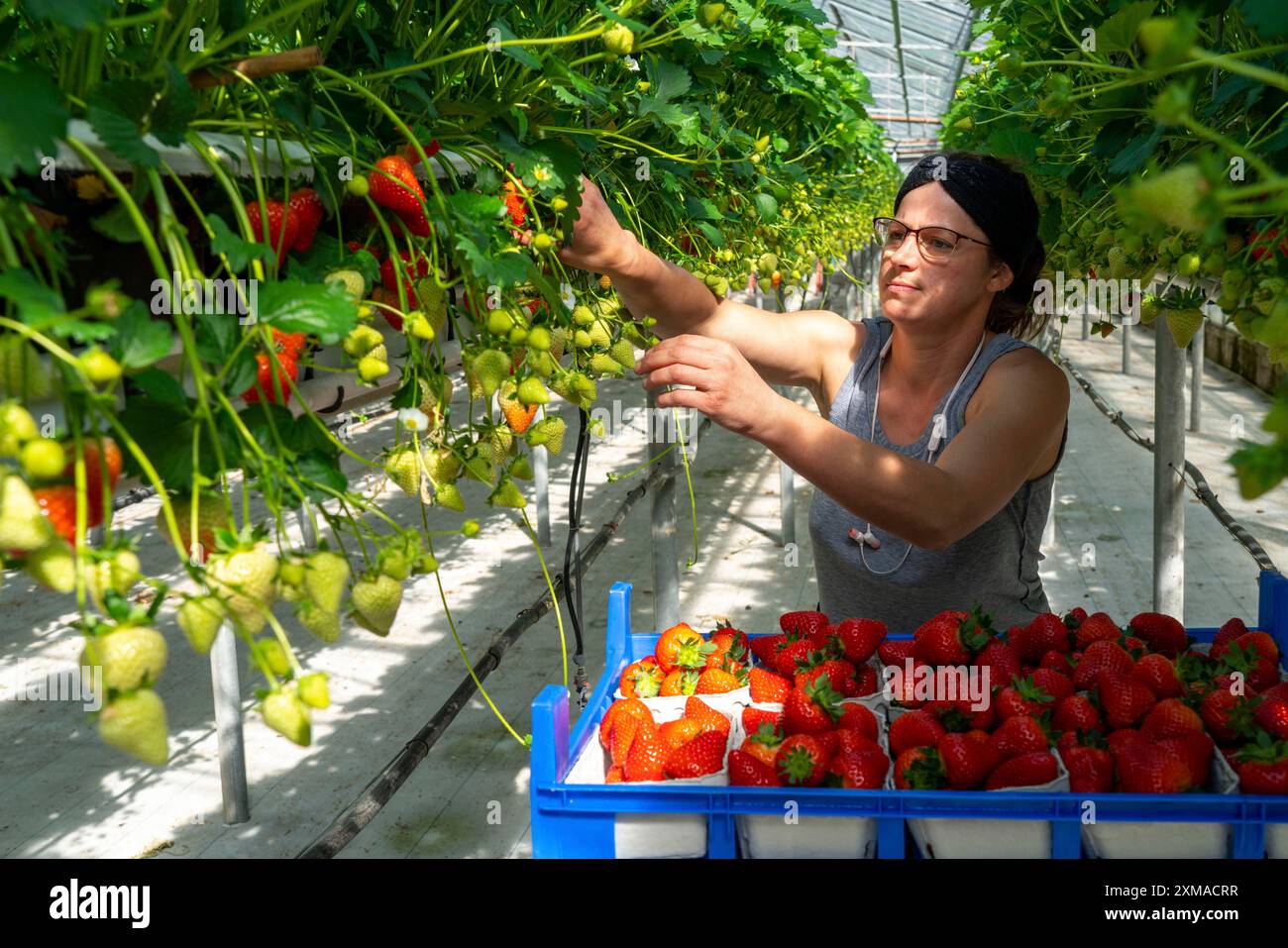 Harvesting strawberries, harvest helper, strawberry cultivation in the ...