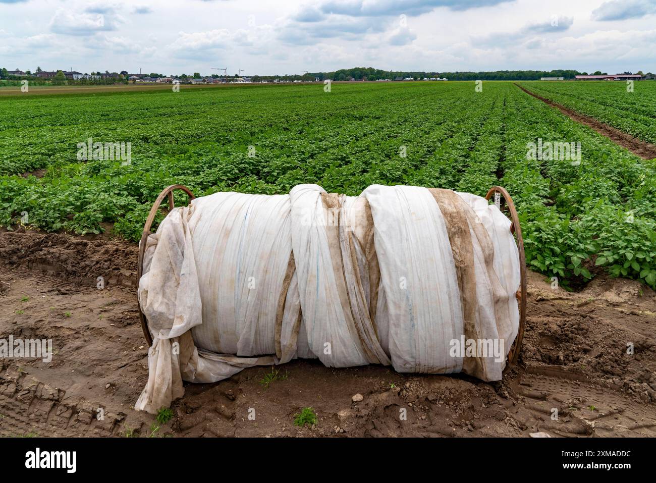 Planting, Growing, and Harvesting Potatoes | The Old Farmer's Almanac, image size:1300x957