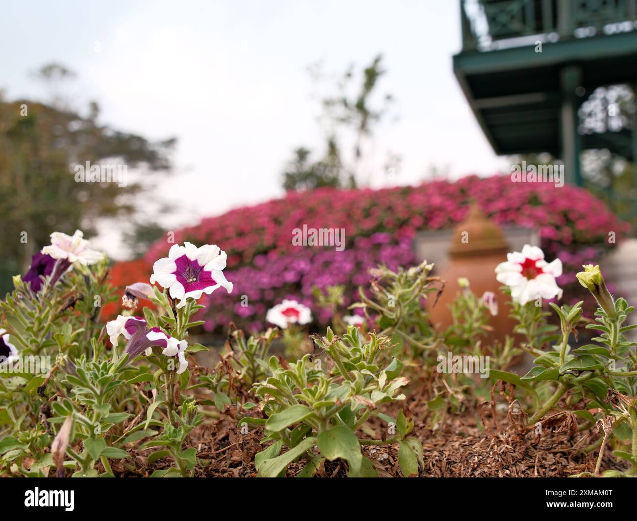 Sense of vibrant harmony hi-res stock photography and images - Alamy