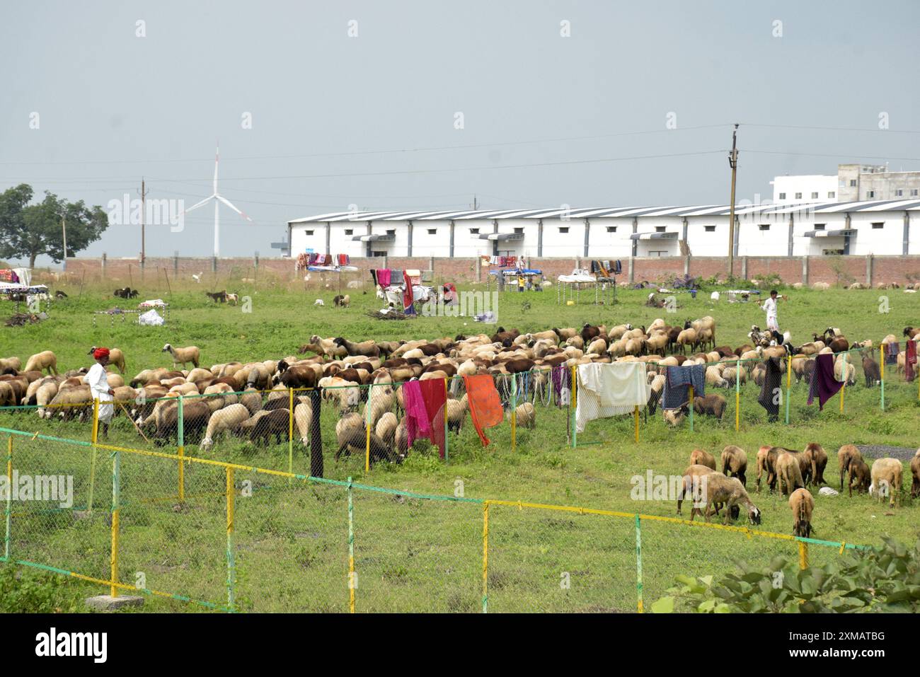 18-08-2023, Rajasthan, India. sheep grazing on roadside grass, Shepherds and their Slums Stock Photo