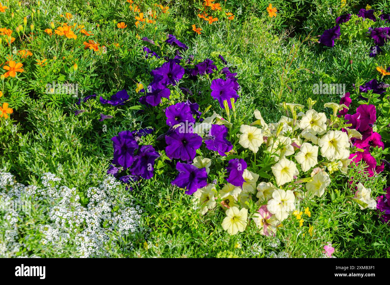 Assorted colorful flowers in a garden Stock Photo - Alamy