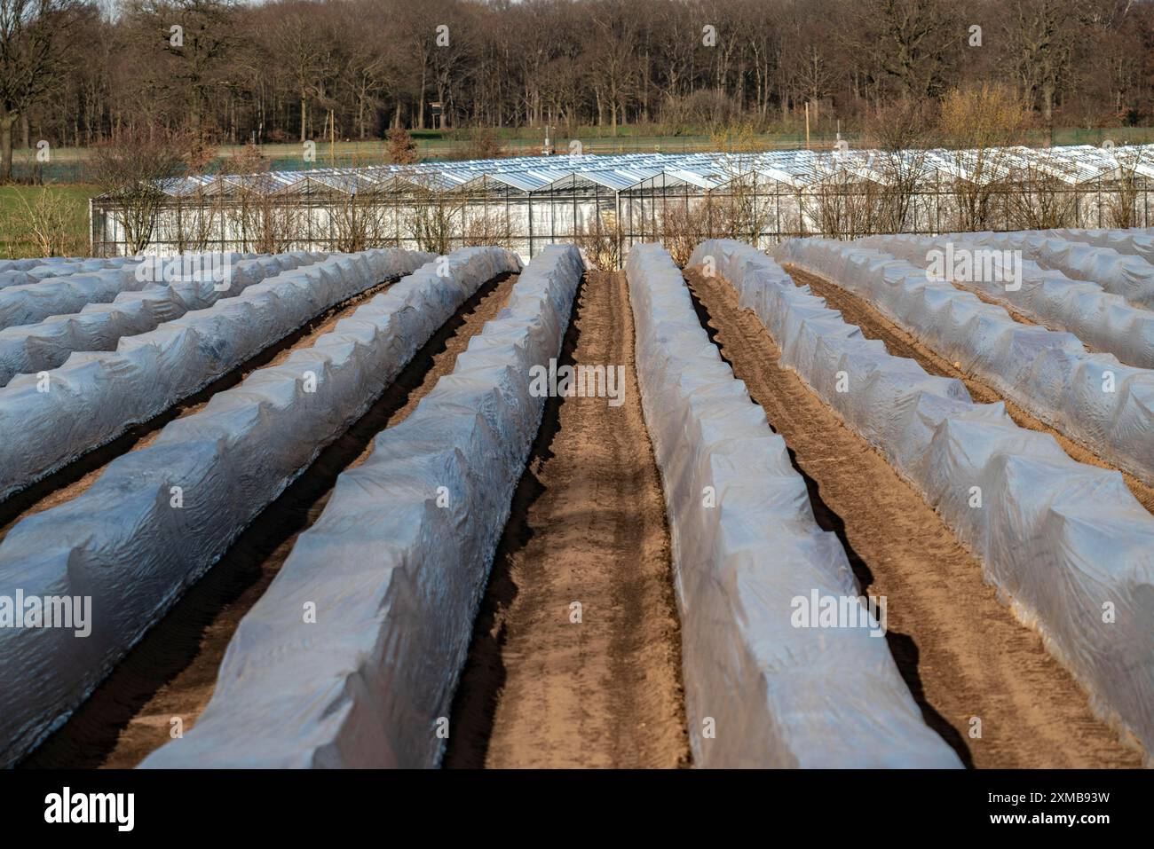 Agriculture on the Lower Rhine, early season, asparagus cultivation in spring, under plastic sheeting, foil tunnel, asparagus field, landscape under Stock Photo