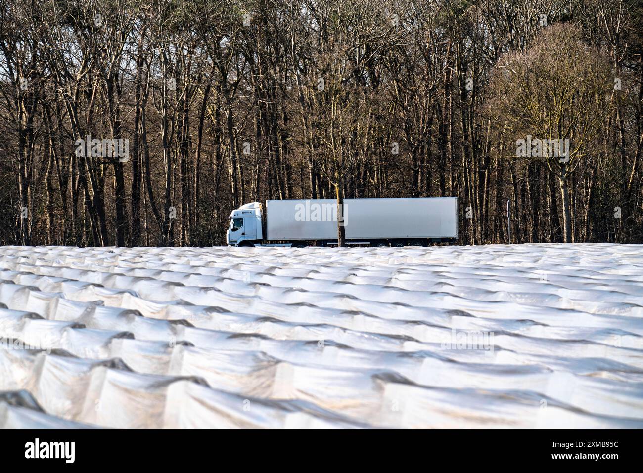 Agriculture on the Lower Rhine, early season, asparagus cultivation in spring, under plastic sheeting, foil tunnel, asparagus field, landscape under Stock Photo