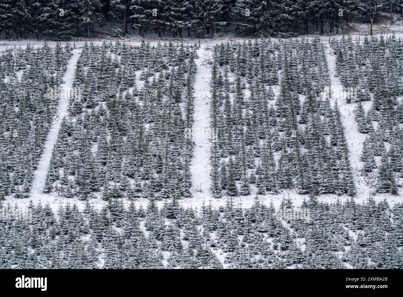 Tree protection, Christmas trees, protection, young fir trees in winter ...
