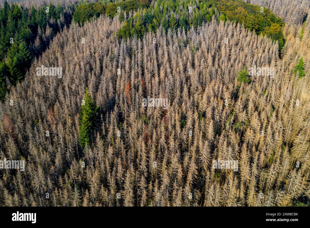 Sauerland, forest dieback, dead spruce trees, caused by the bark beetle ...