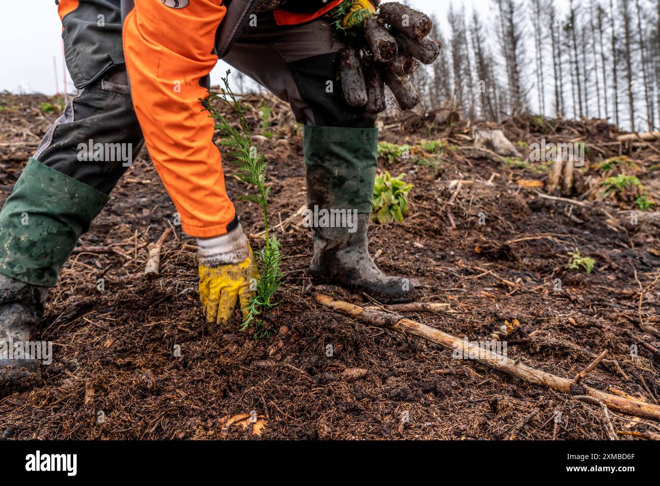 Reforestation in the Arnsberg Forest near Warstein-Sichtigvor, Soest district, forestry workers planting young trees, mixed forest, young plants of Stock Photo