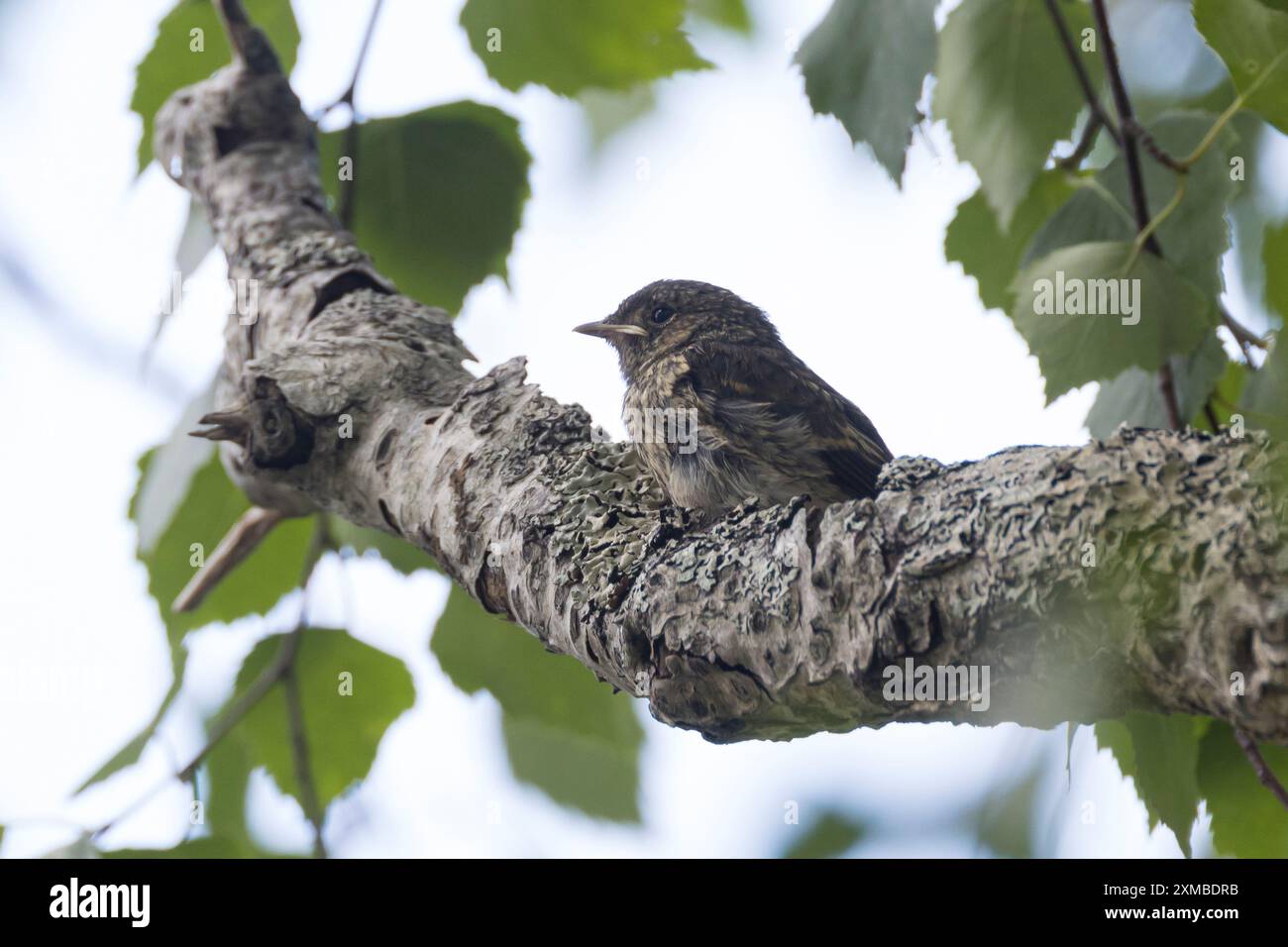 P Trauer Hi res Stock Photography And Images Alamy p-trauer-hi-res-stock-photography-and-images-alamy