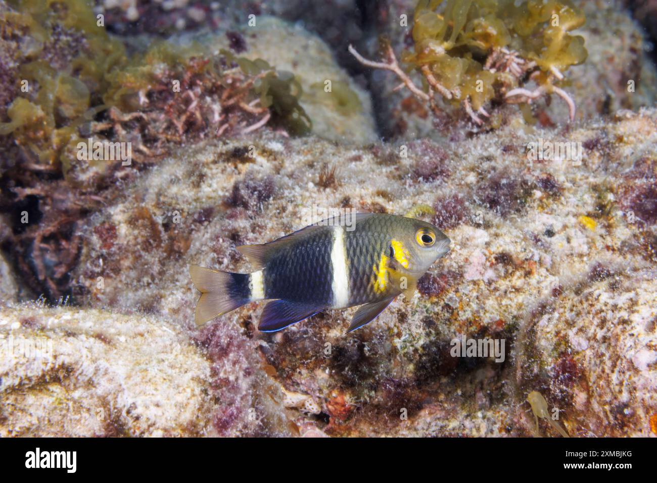 This is the dark variation of a Pacific surge damsel, Chrysiptera leucopoma, Guam, Micronesia, Mariana Islands, Pacific Ocean. Stock Photo