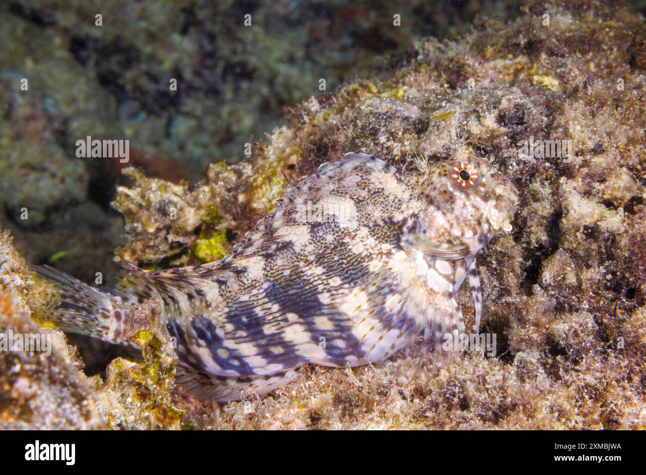 The jewelled blenny, Salarias fasciatus, has several common names ...