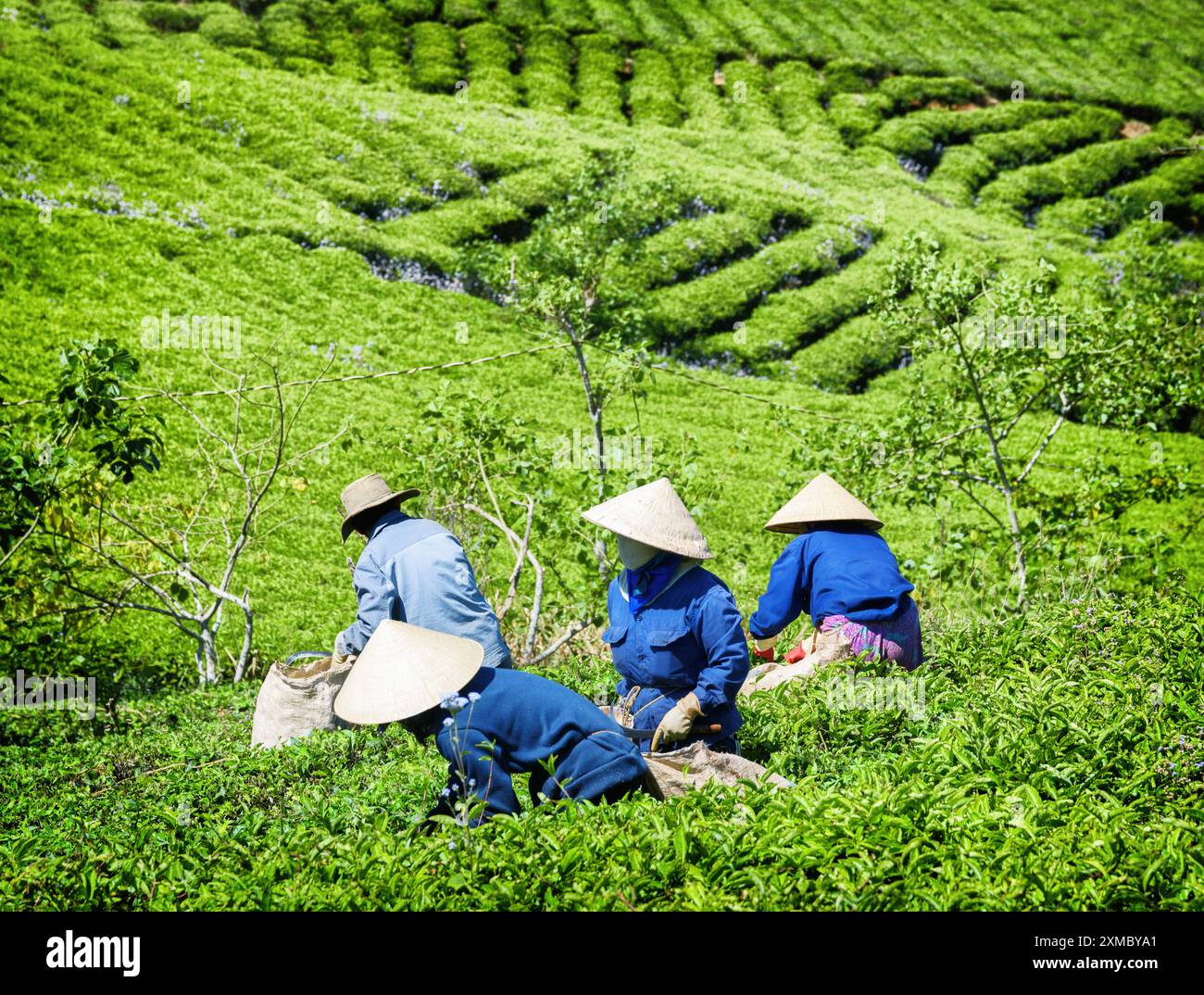 Tea leaves on plantation hi-res stock photography and images - Alamy