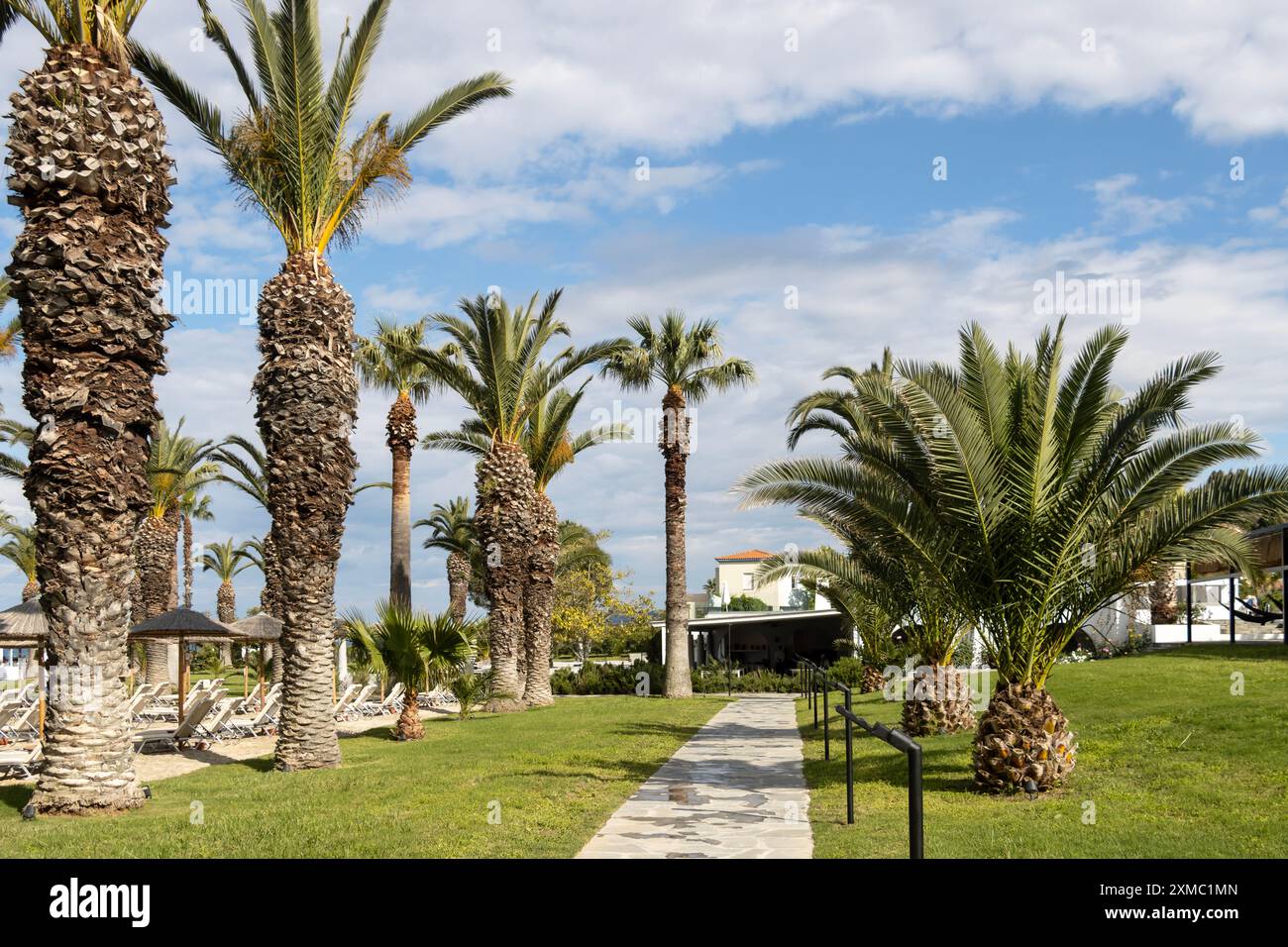 Garden of palm trees hi-res stock photography and images - Alamy