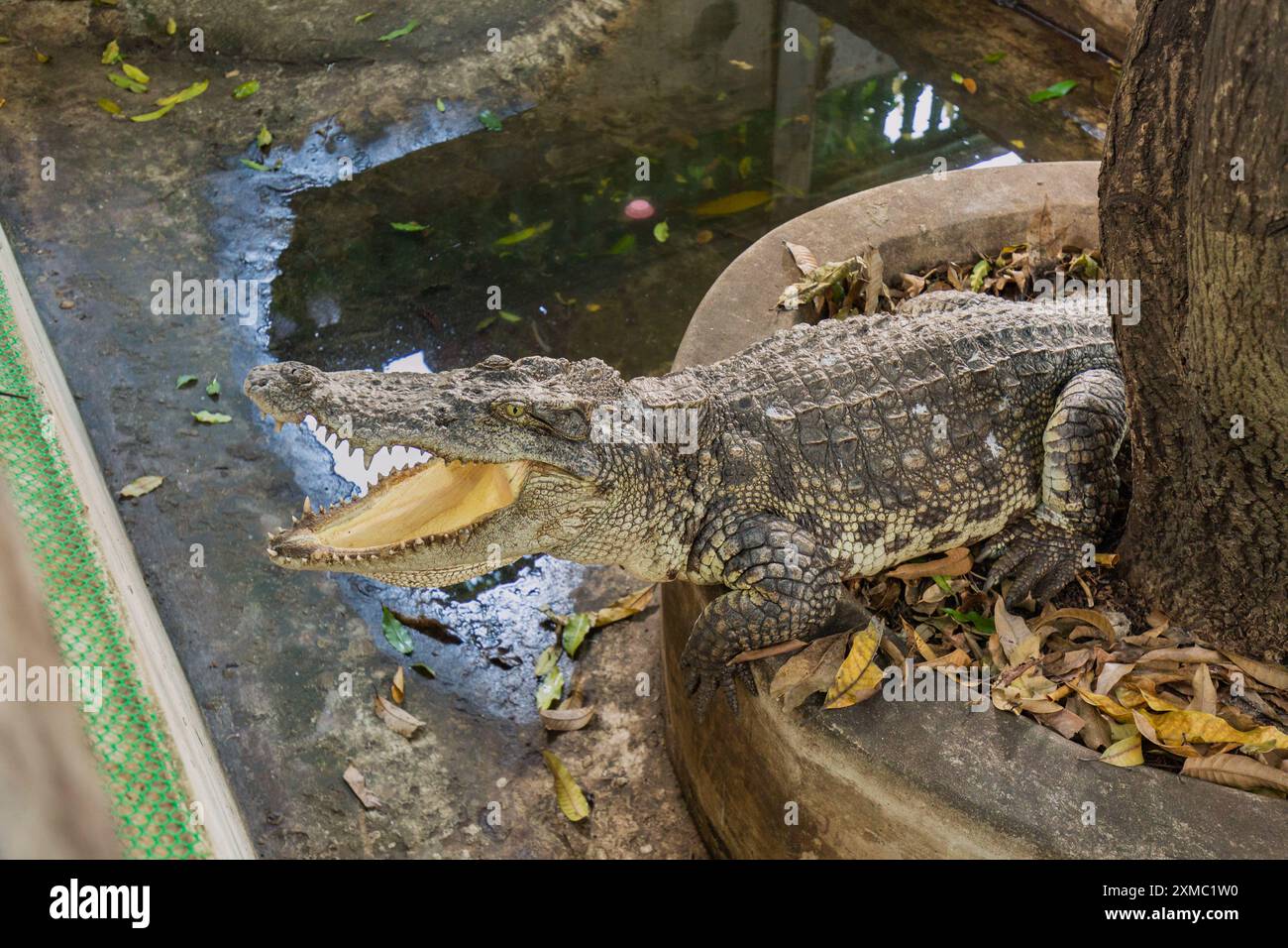 Popular attractions of Bangkok, Thailand: Lumphini Park, a marke Stock Photo