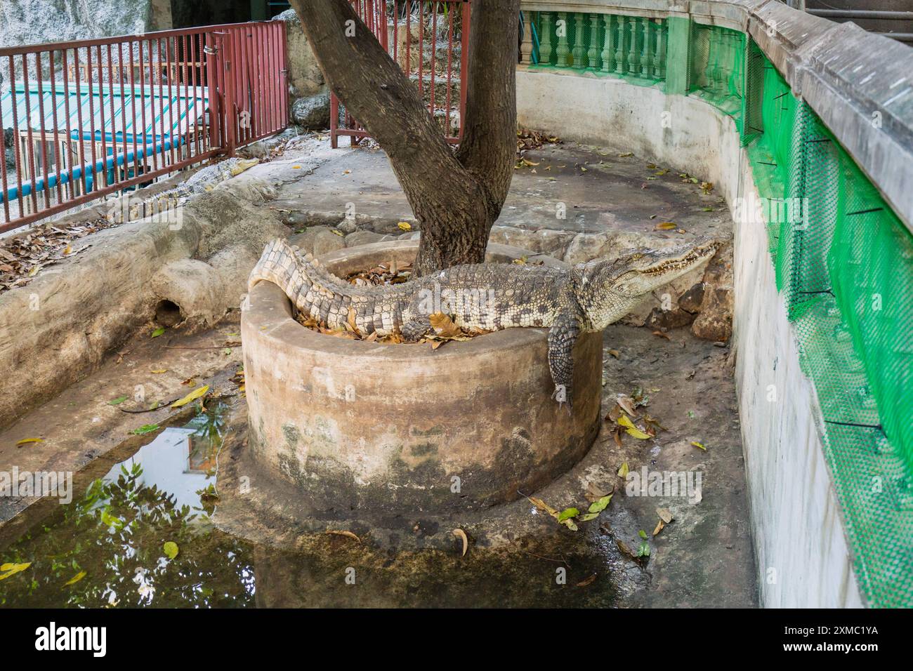 Popular attractions of Bangkok, Thailand: Lumphini Park, a marke Stock Photo