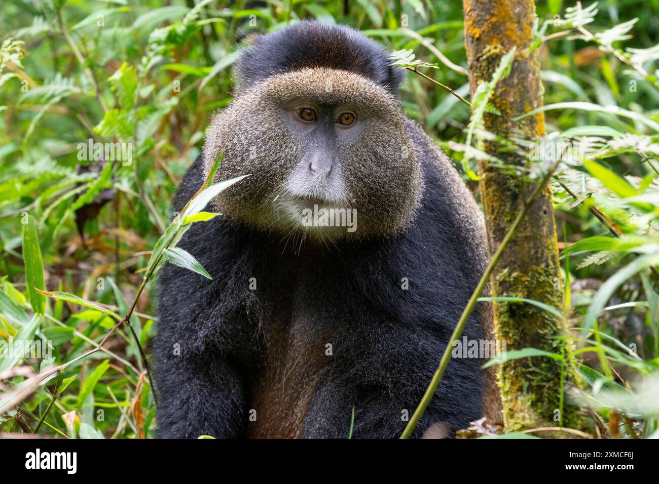 Monkey In Randa Rwanda, Volcanoes National Park. Golden Monkey (Cercopithecus kandti ...