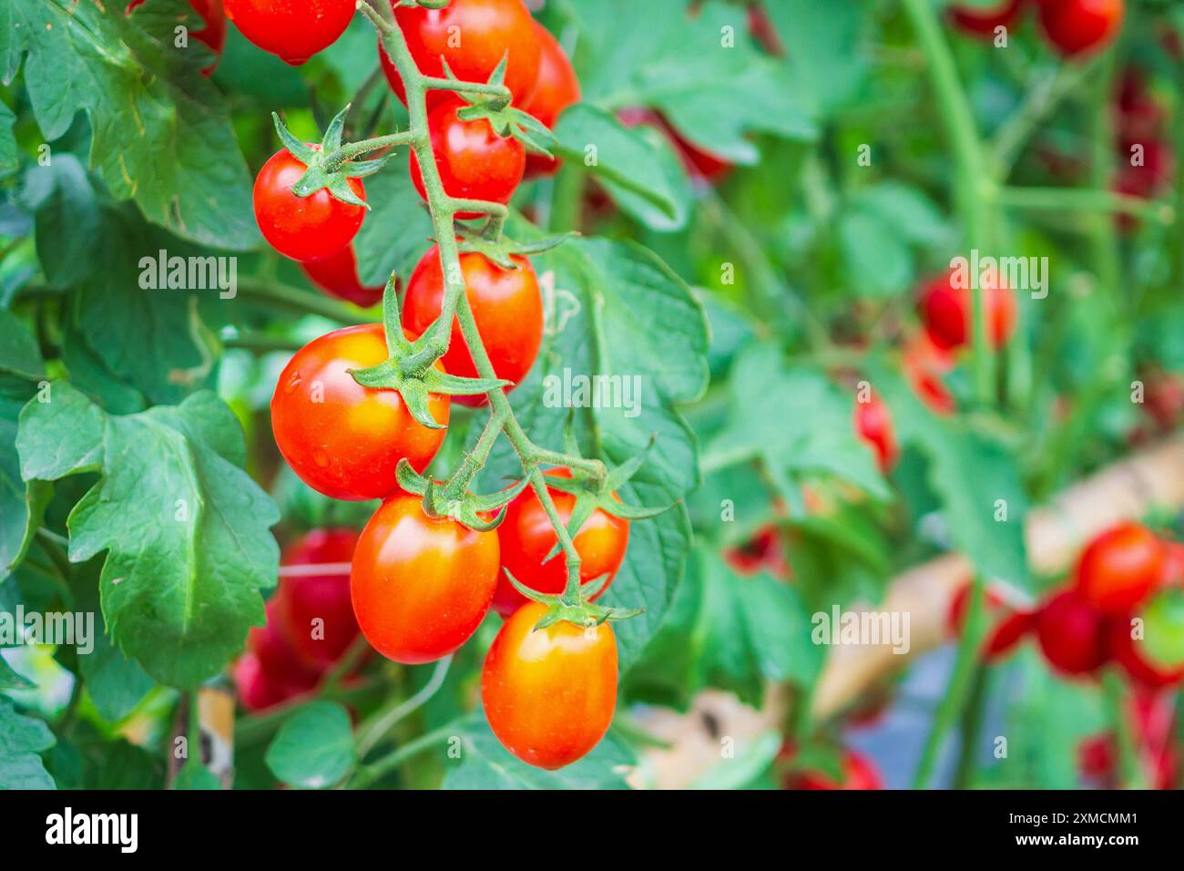 Fresh ripe red tomatoes plant growth in organic greenhouse garden ready ...