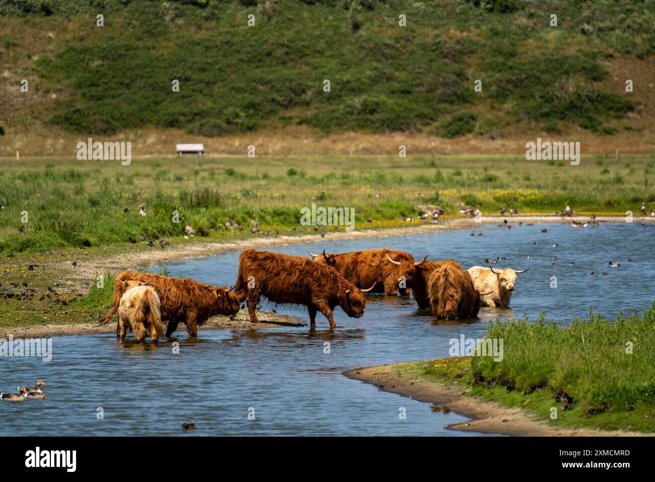 North Sea island Langeoog, early summer, dune landscape in the centre of the island, Galloway cattle, pond, Lower Saxony, Germany Stock Photo