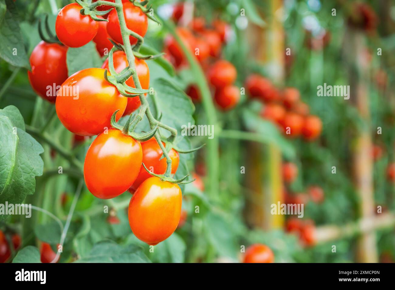 Fresh ripe red tomatoes plant growth in organic greenhouse garden ready ...
