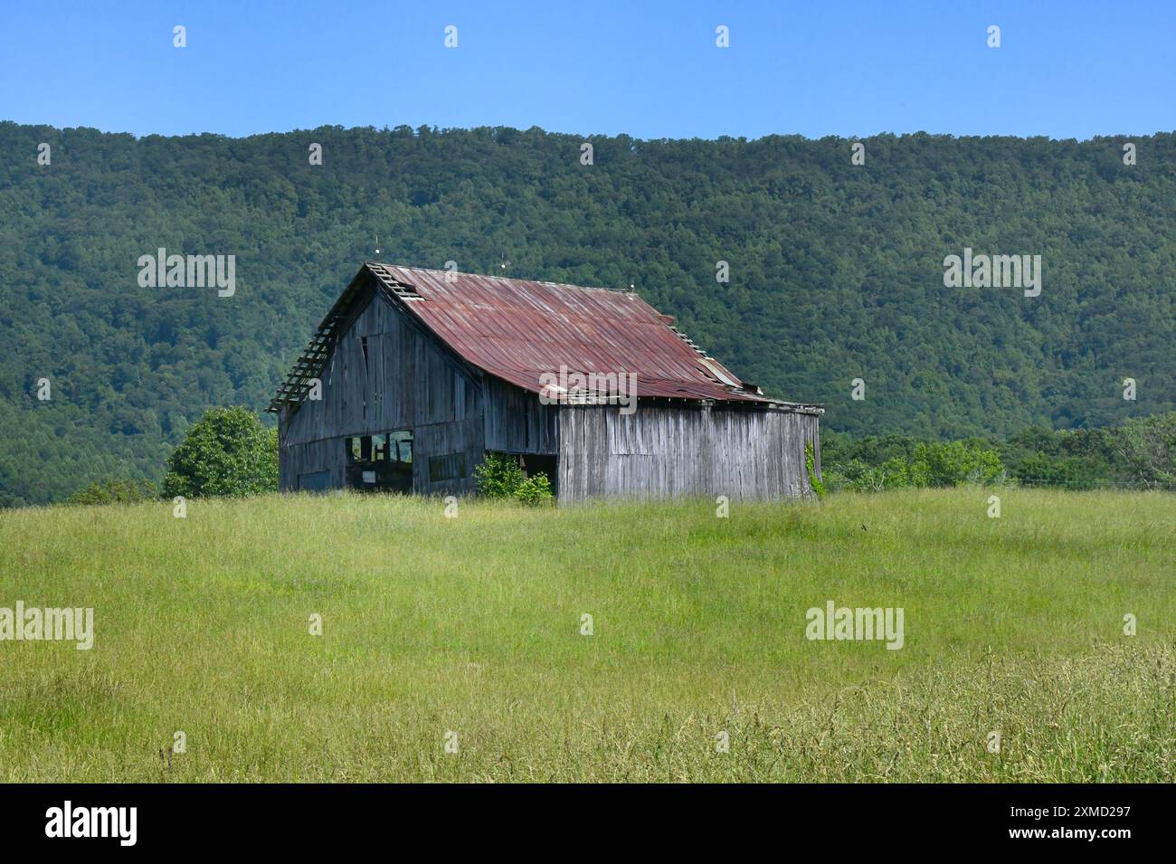 Rusty, torn tin tops a weathered wooden barn on a hill the the Appalachian Mountains.  Green meadow grass surrounds barn. Stock Photo