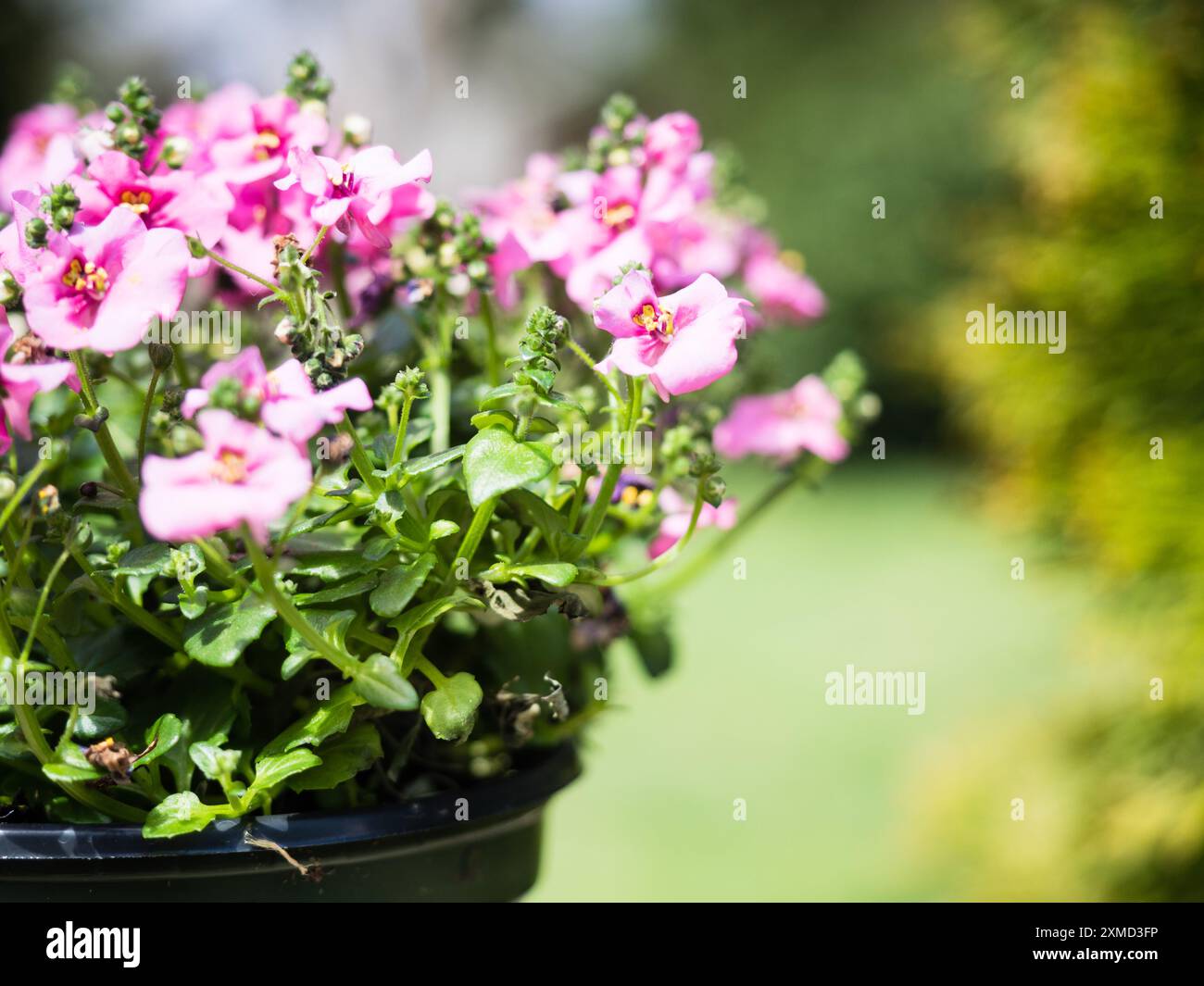 Close up shot of pink diascia flowers in plastic pot Stock Photo