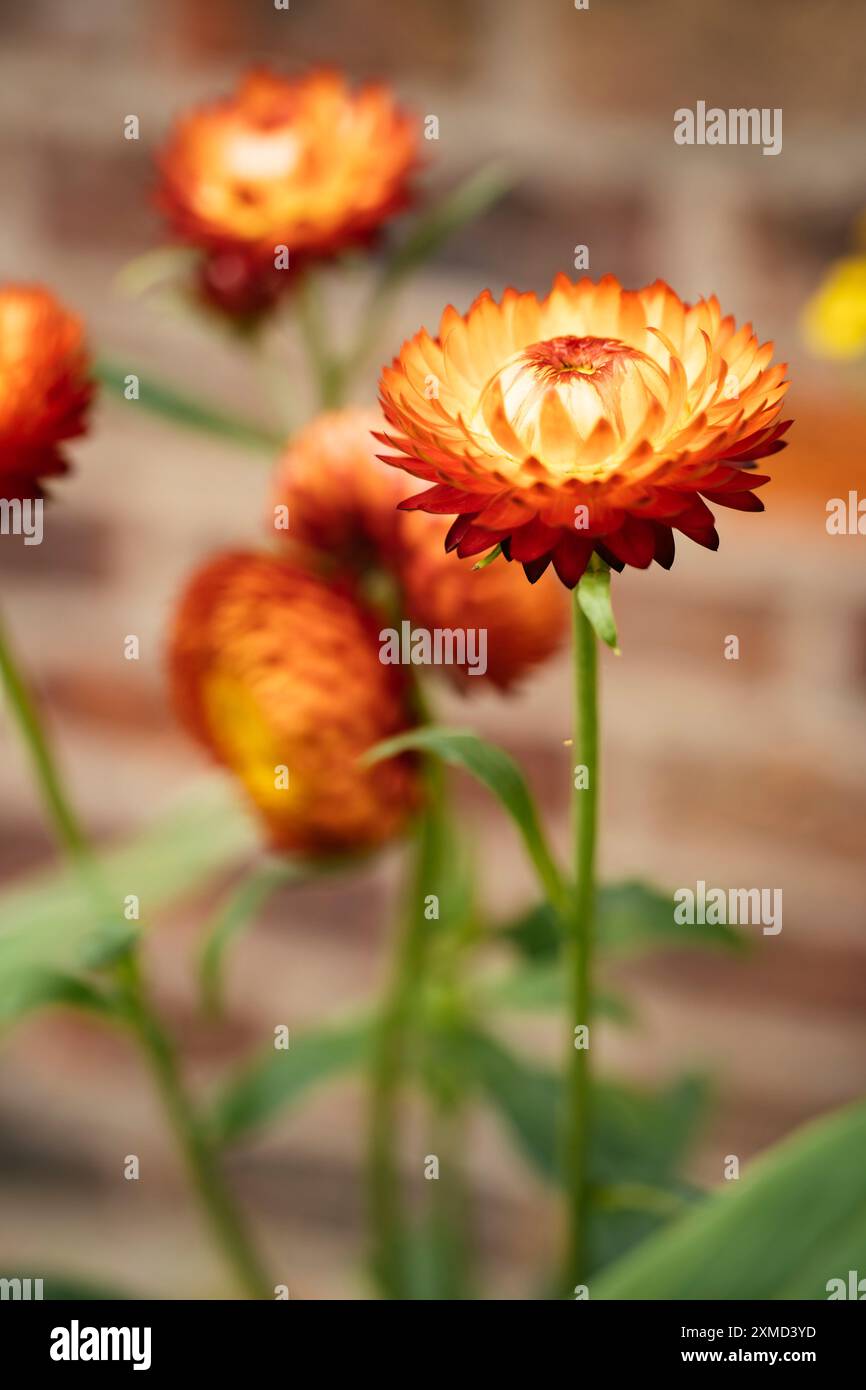 Strawflower (Helichrysum bracteatum) in a garden Stock Photo