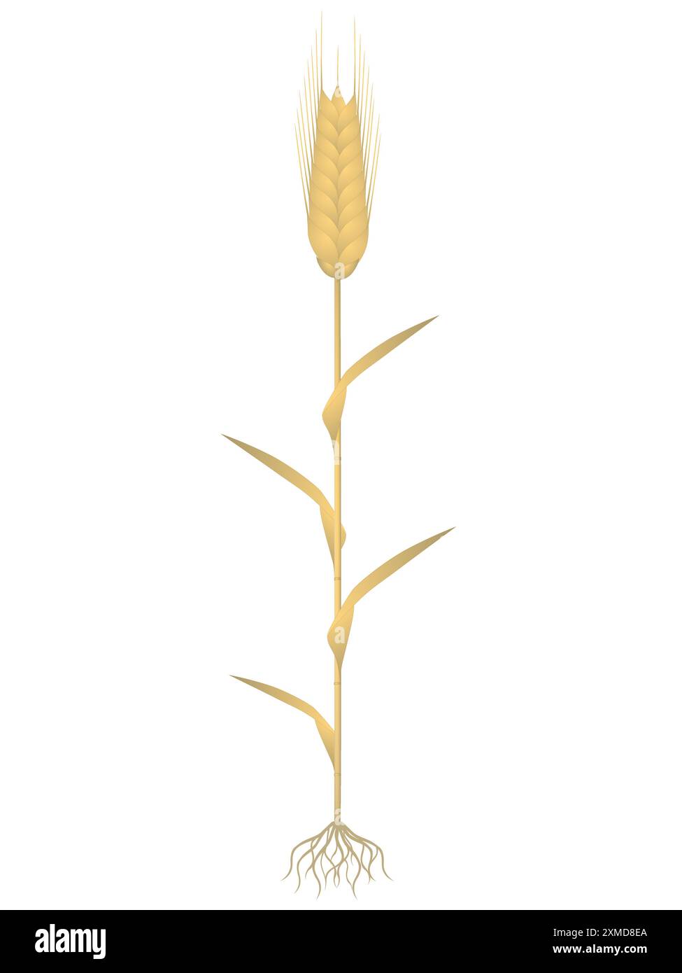 Rye plant with roots isolated on white background Stock Vector Image ...
