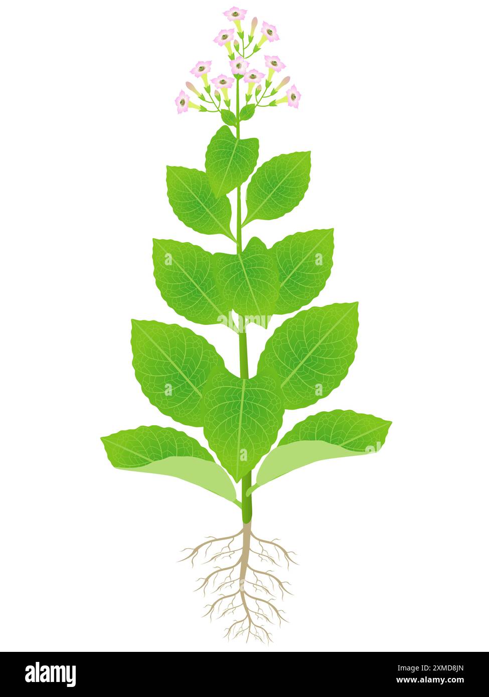 Tobacco plant drawing Stock Vector Images - Alamy