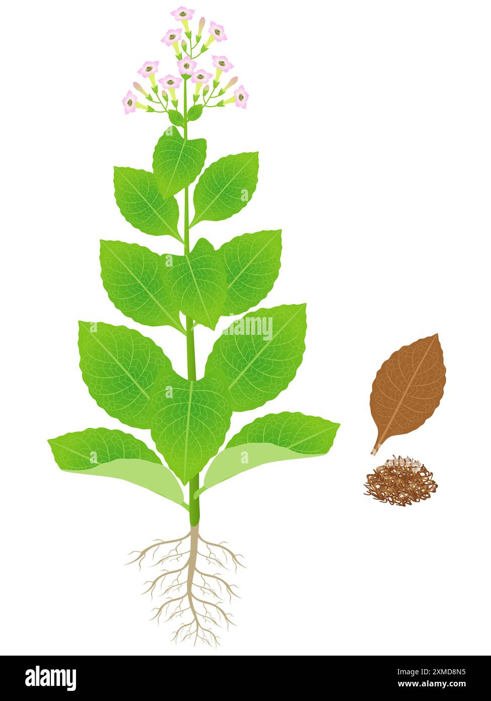 tobacco plant cartoon images Tobacco leaves drawing Stock Vector Images