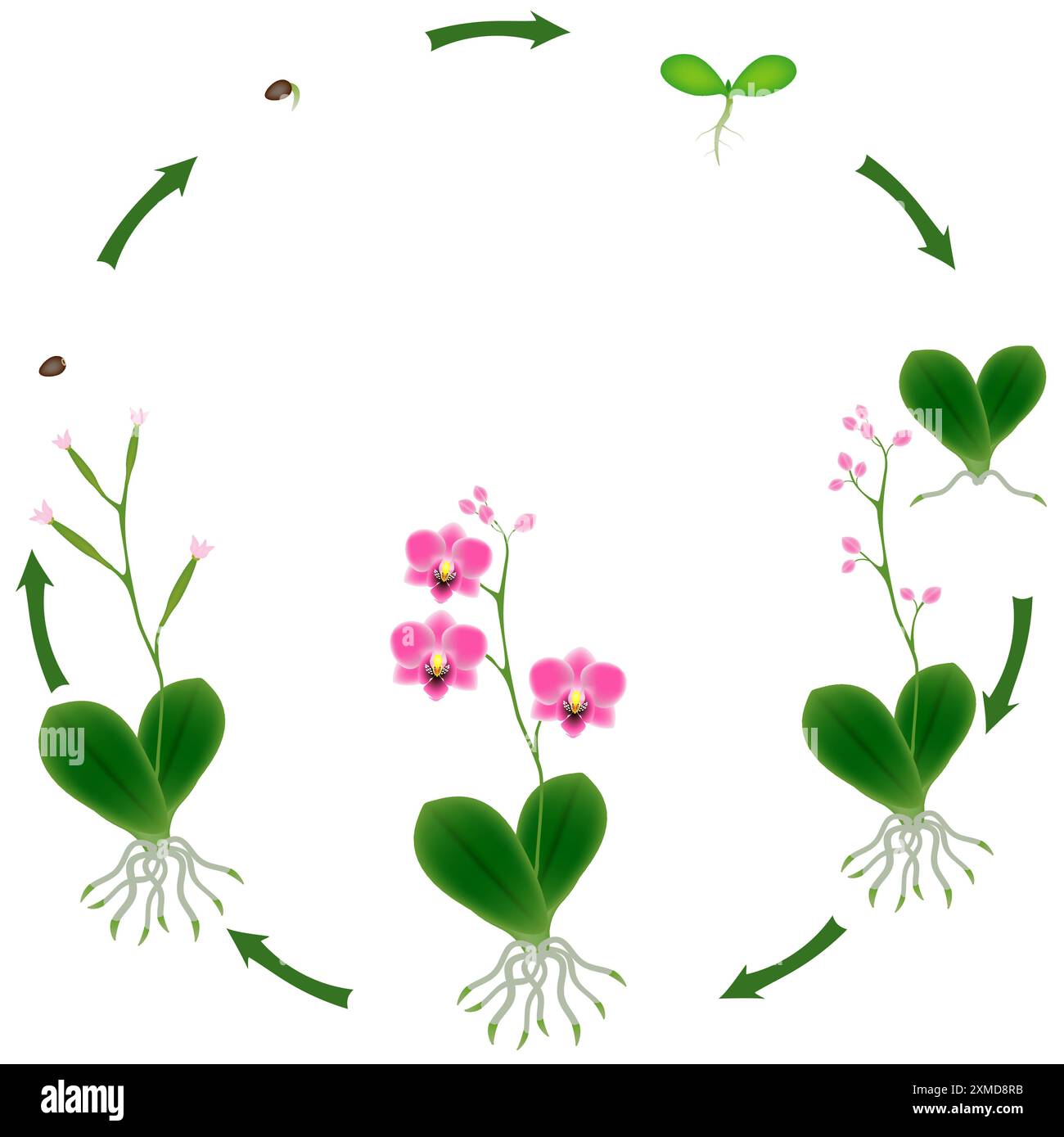 Life Cycle Of A Orchid Plant On A White Background Stock Vector Image 