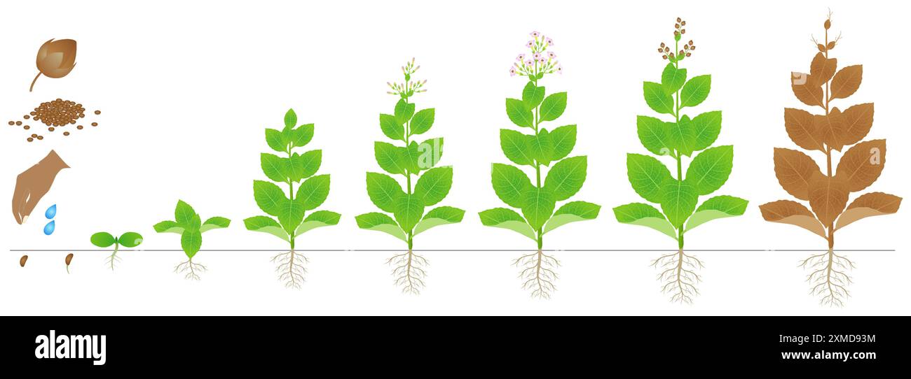 roll cigarettes tobacco Rolling Your Own: The Advantages of Whole Leaf Tobacco