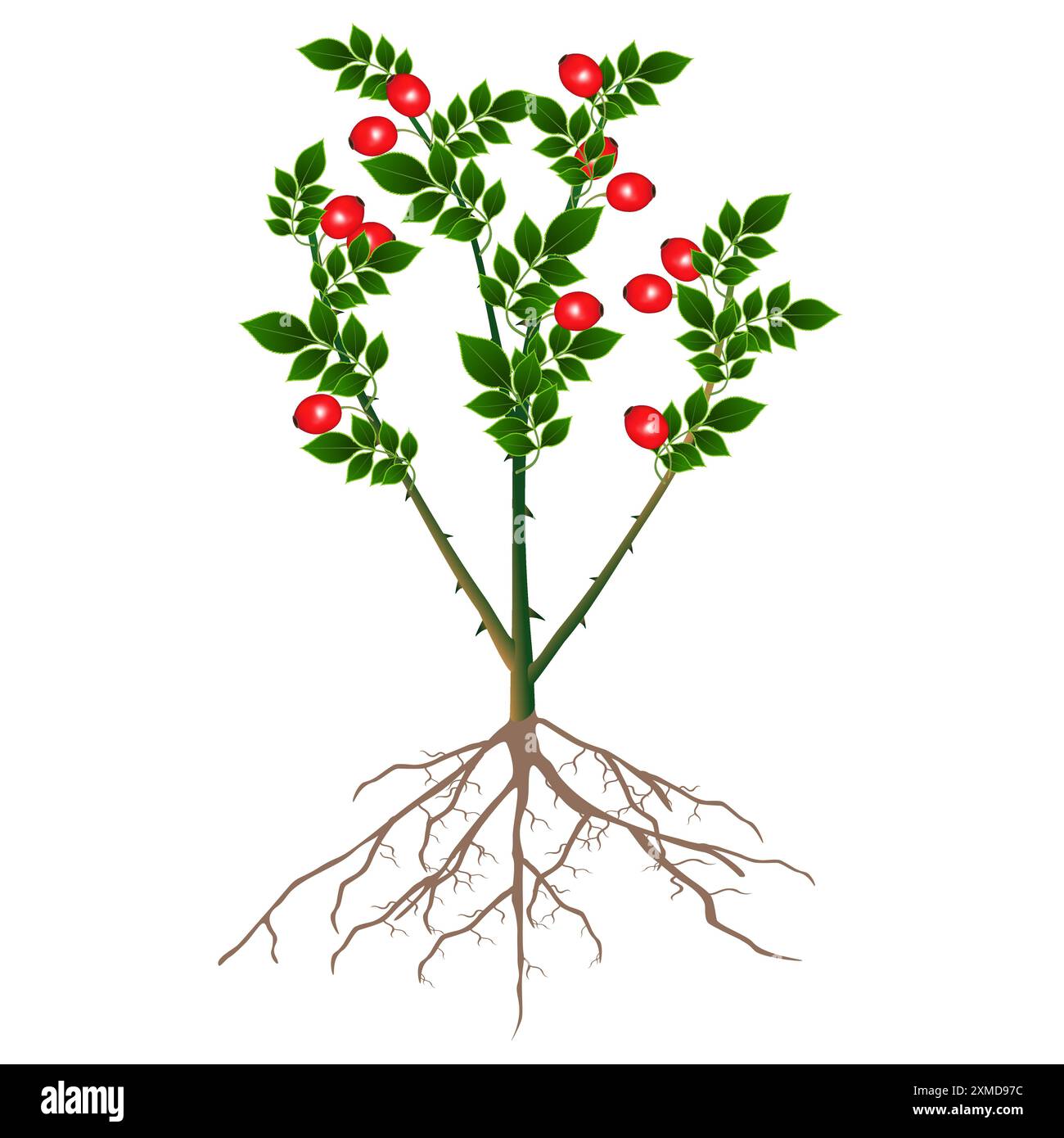 A bush rose hips with red berries and roots isolated on white ...