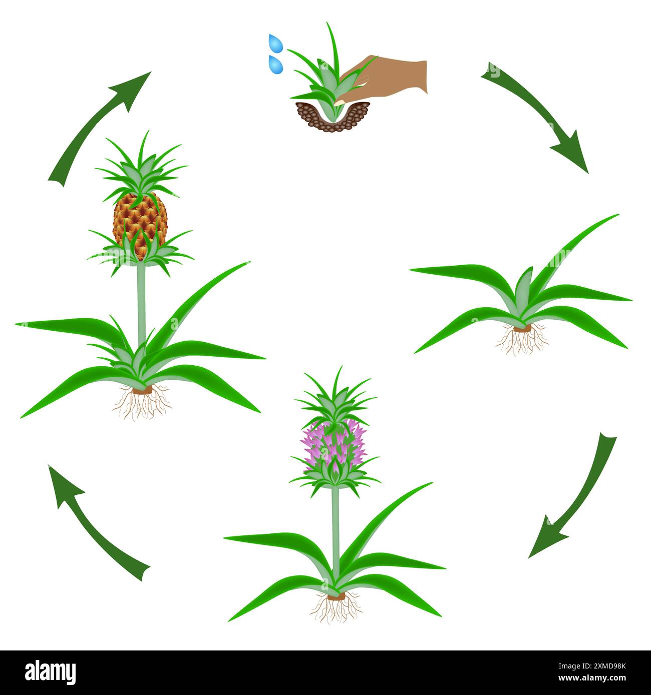Life cycle of a pineapple plant on a white background Stock Vector ...