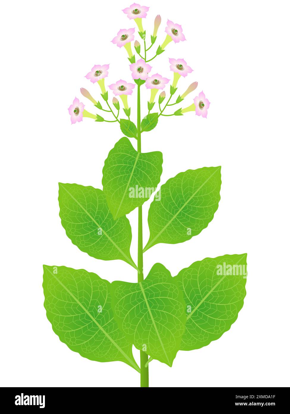 fragrances with tobacco Sweet Tobacco Solid Cologne