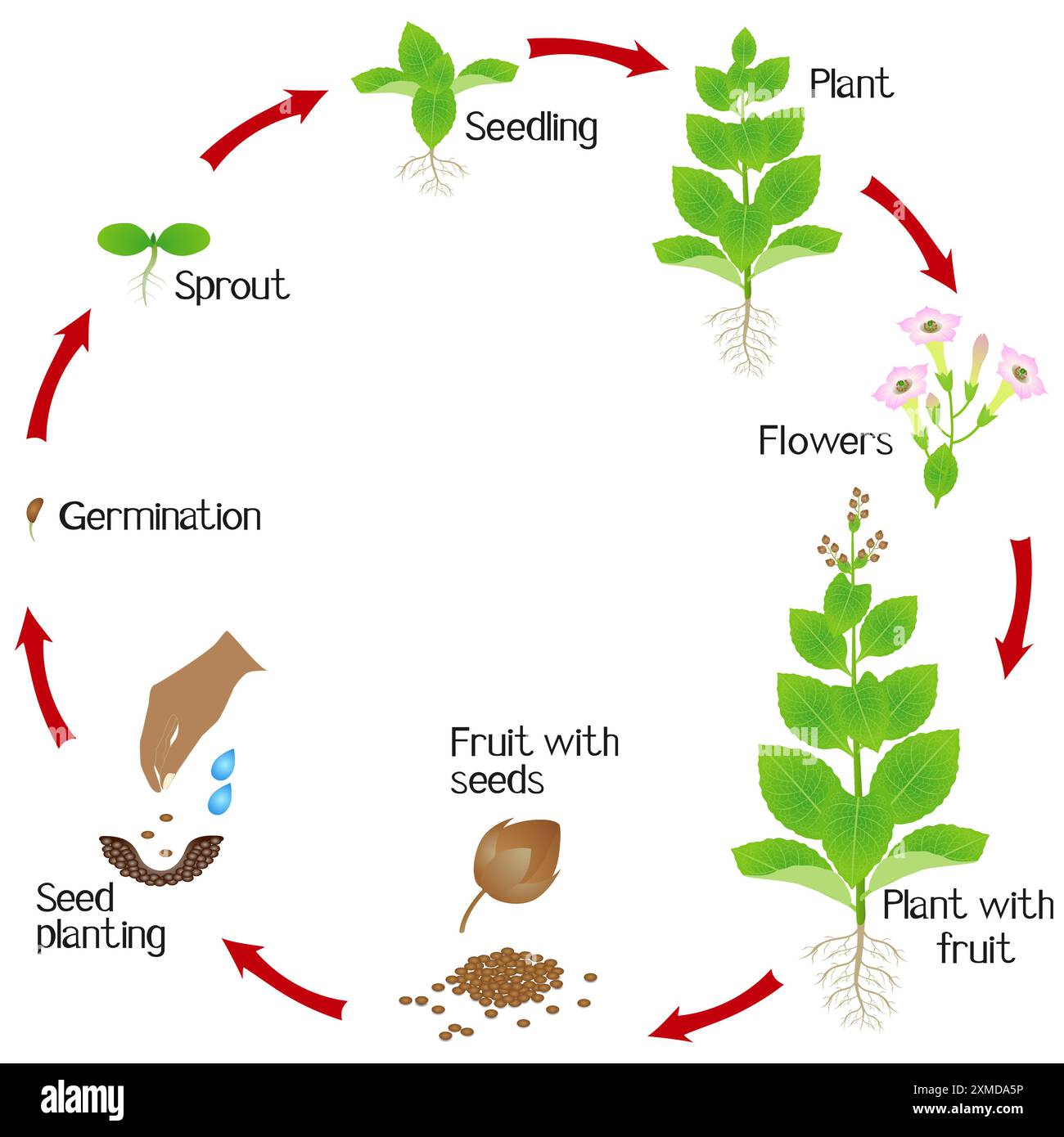 Cycle of a tobacco plant growth isolated on white background. Stock Vector