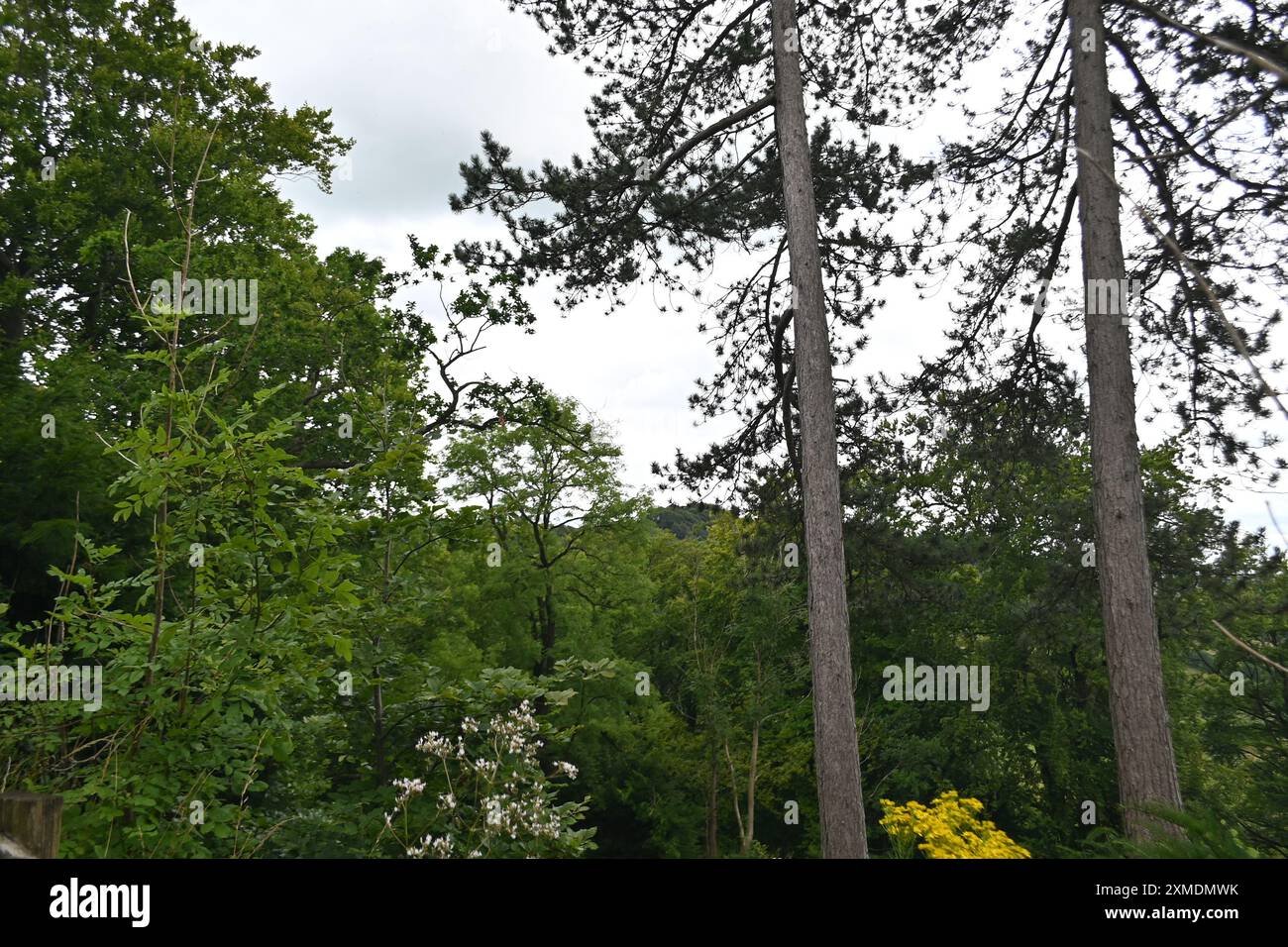 Leafy creativity hi-res stock photography and images - Alamy