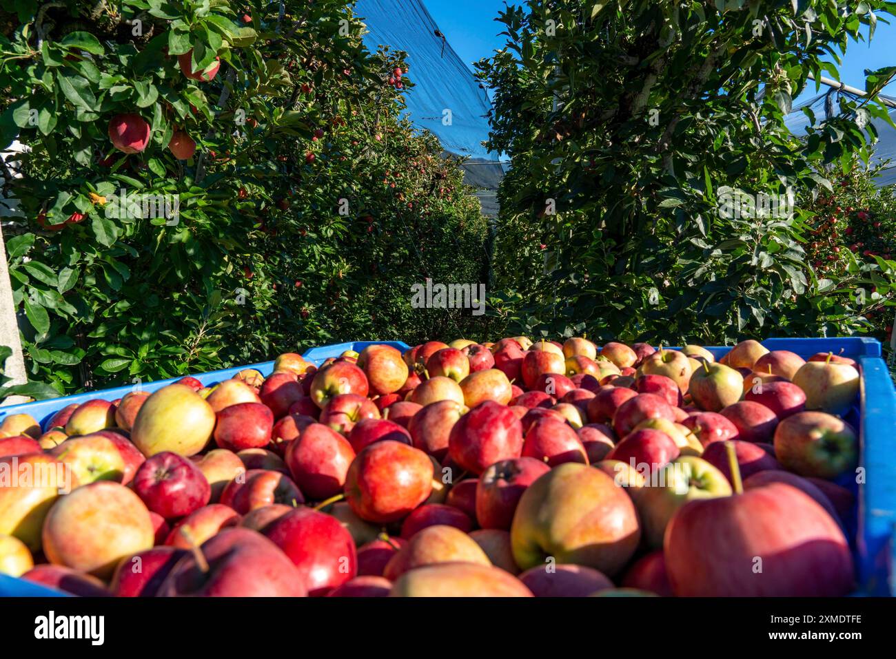 Apple-growing region in the Adige Valley, South Tyrol, large areas under cultivation, in South Tyrol over 18, 400 hectares, cultivated by over 7000 Stock Photo