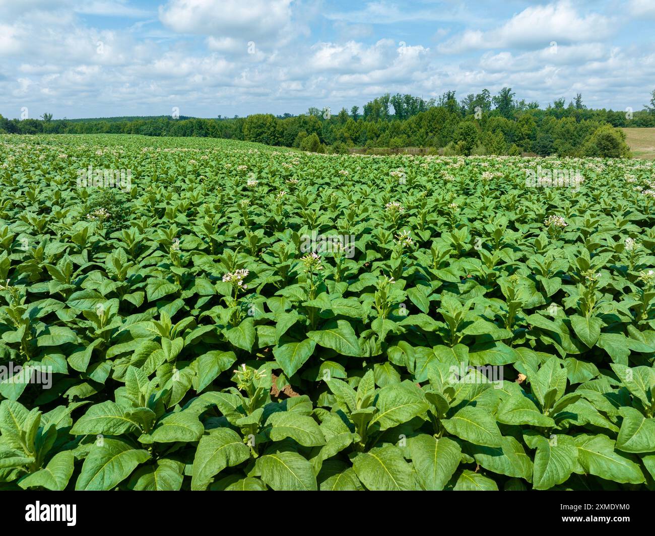 Aerial of tabacco plants in bloom on plantation in Virginia USA Stock Photo
