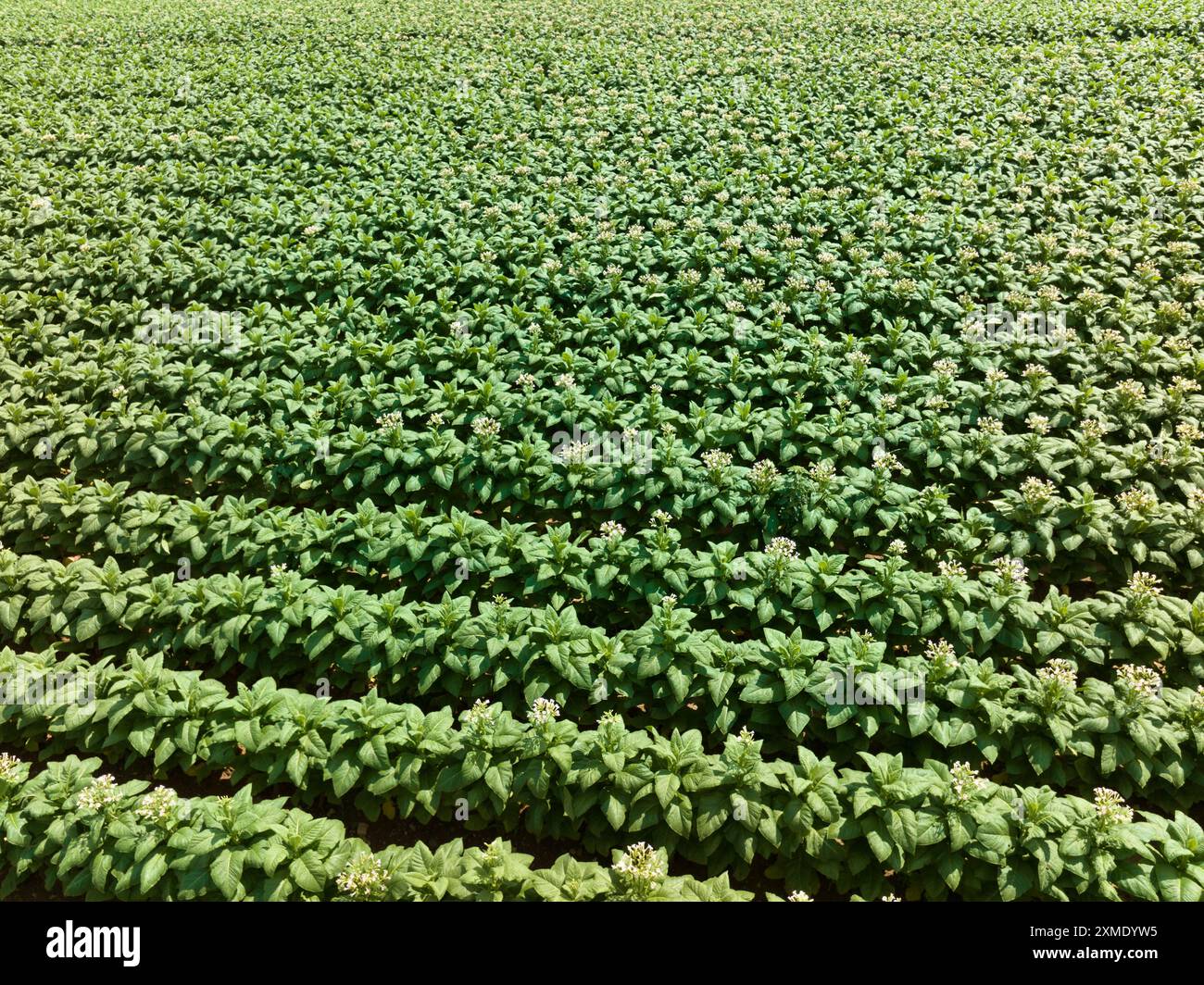 Aerial of tabacco plants in bloom on plantation in Virginia USA Stock Photo