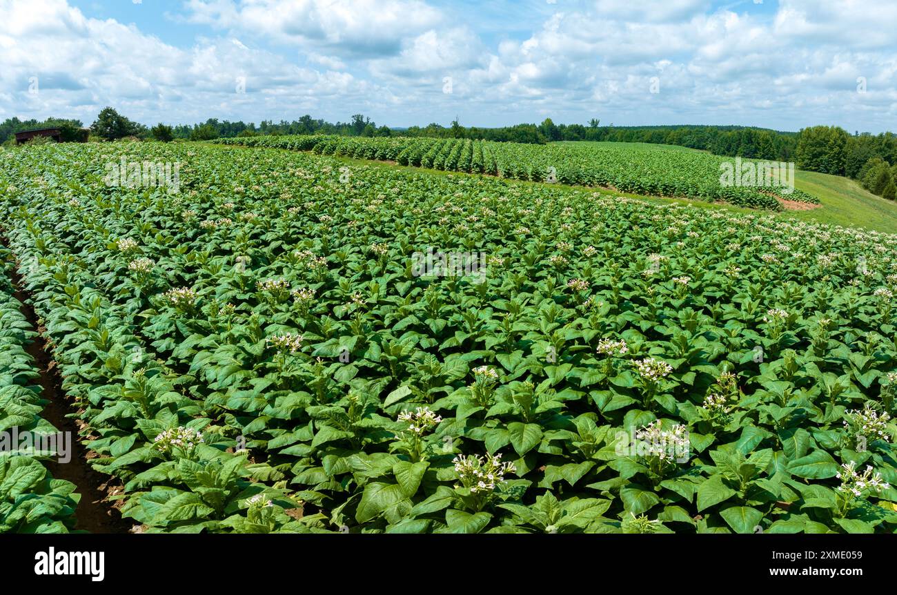 Aerial of tabacco plants in bloom on plantation in Virginia USA Stock Photo