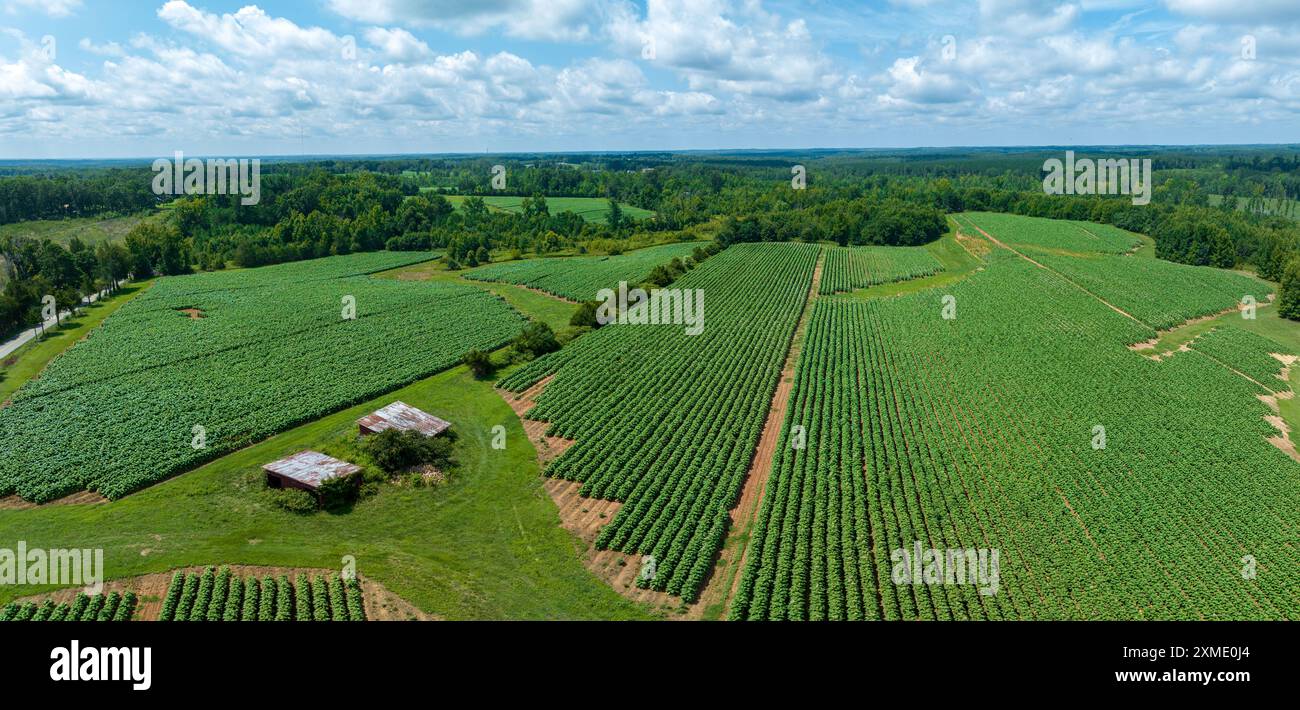 Aerial of tabacco plants in bloom on plantation in Virginia USA Stock Photo