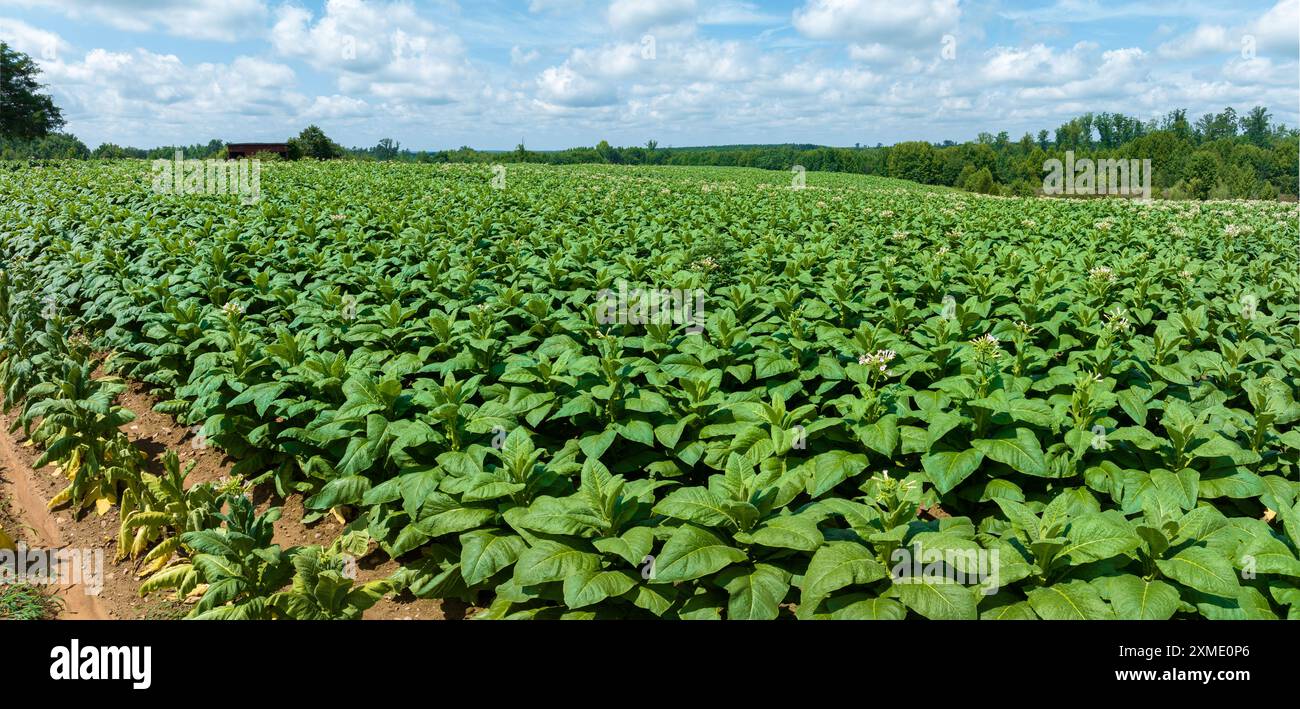 Aerial of tabacco plants in bloom on plantation in Virginia USA Stock Photo