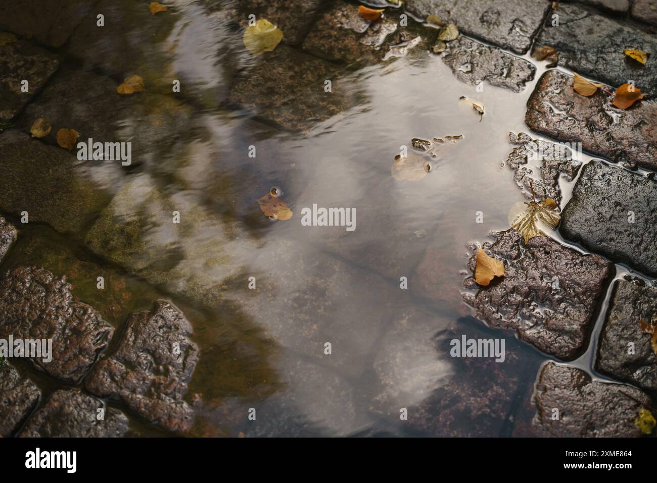wet old pavement with puddle and autumn leaves Stock Photo - Alamy