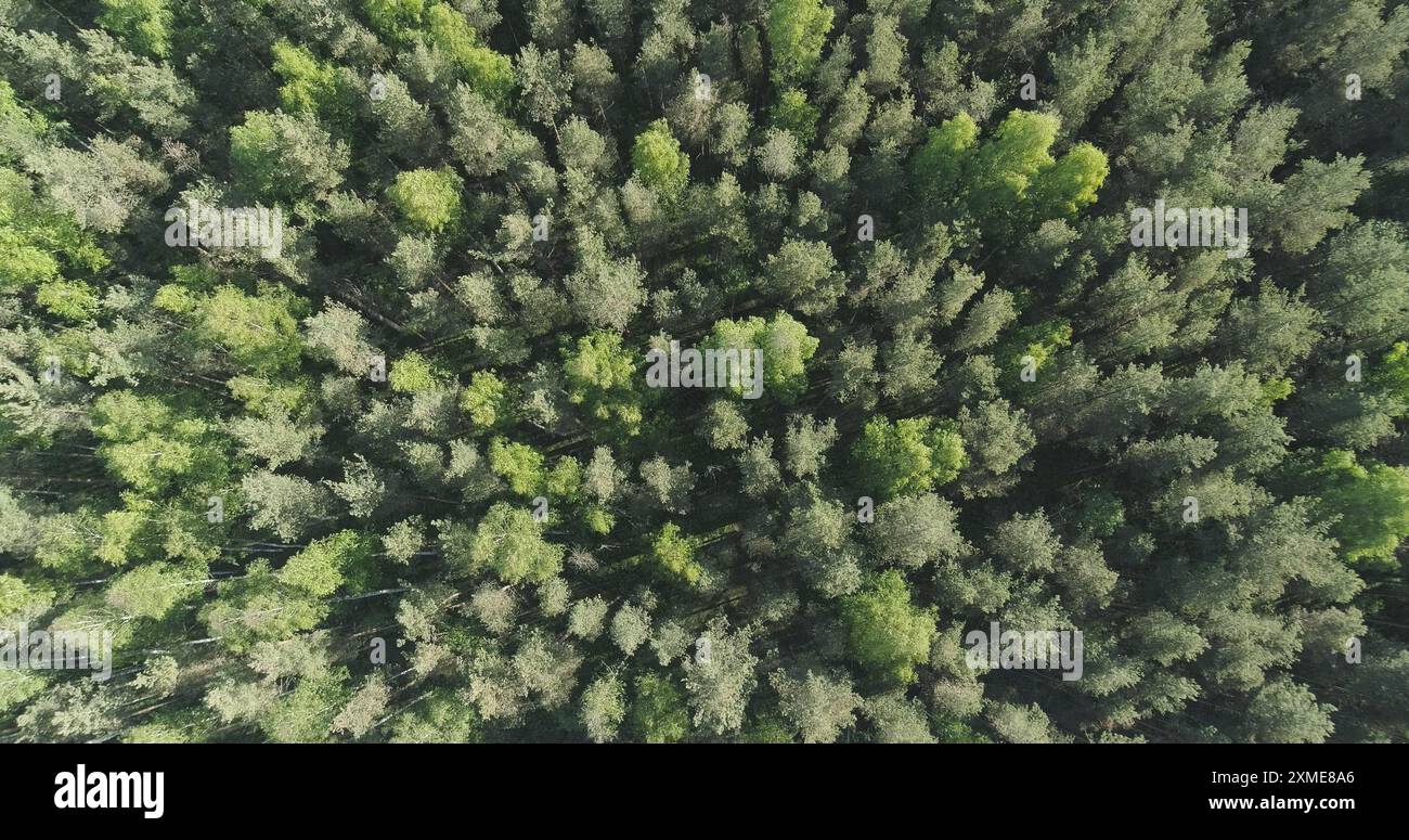 Aerial top view descent over mixed forest on a sunny summer day Stock ...