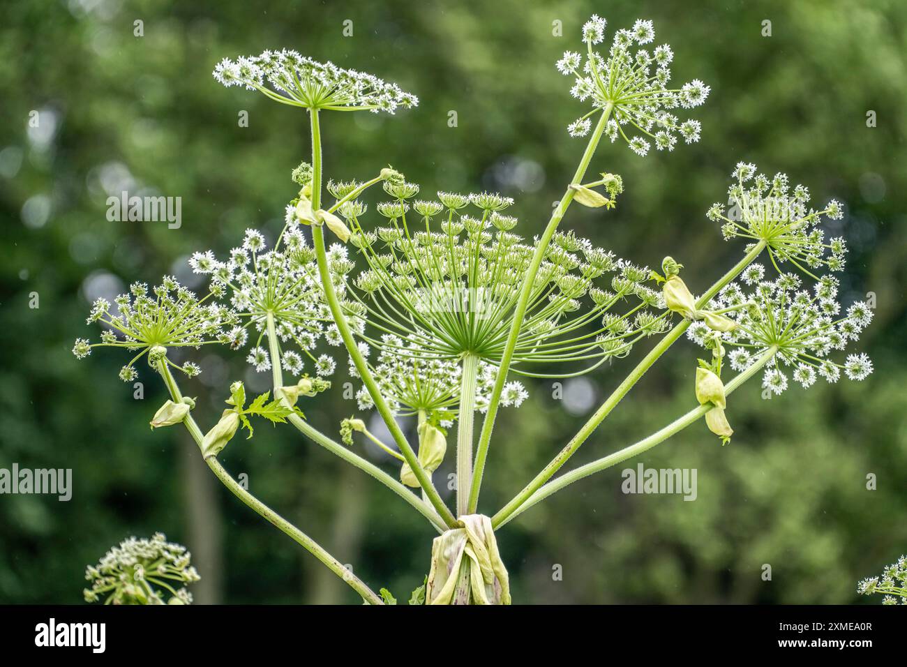 Giant hogweed plant, the plant parts, especially the sap, are poisonous ...