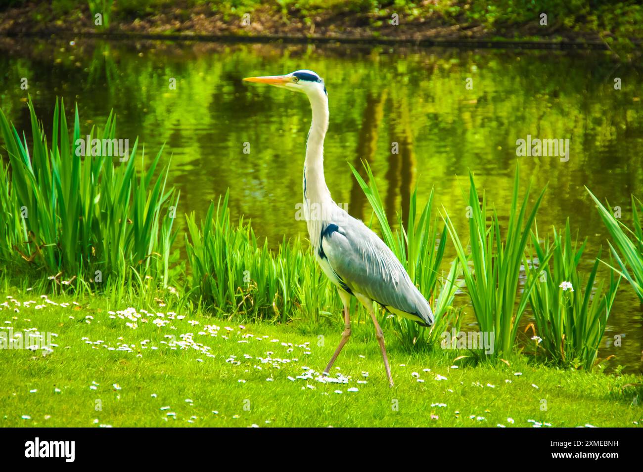 Tall grass pond hi-res stock photography and images - Alamy
